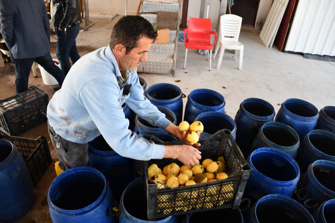 Sakarya Nehrinin suladığı topraklarda üretiliyor. Katar, ABD ve Almanya'ya gönderiliyor 1